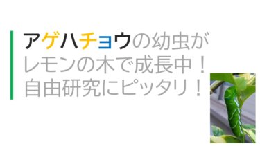 アゲハチョウの幼虫がレモンの木で成長中！自由研究にピッタリ！